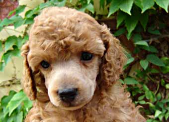Portrait Dolce Dinah
