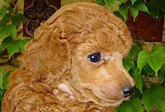 Portrait My Darling Delilah