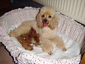 Rosine mit ihren wenige Stunden alten Babies