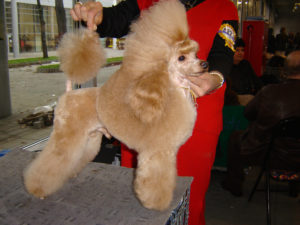 cherry-wds-poznan-20062